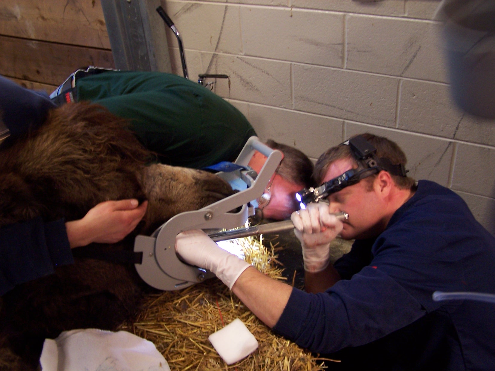 Dr. John Scheels - Exotic Animal Dentistry